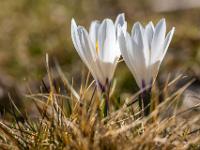 Zwei Weiße Krokusblüten im Gegenlicht